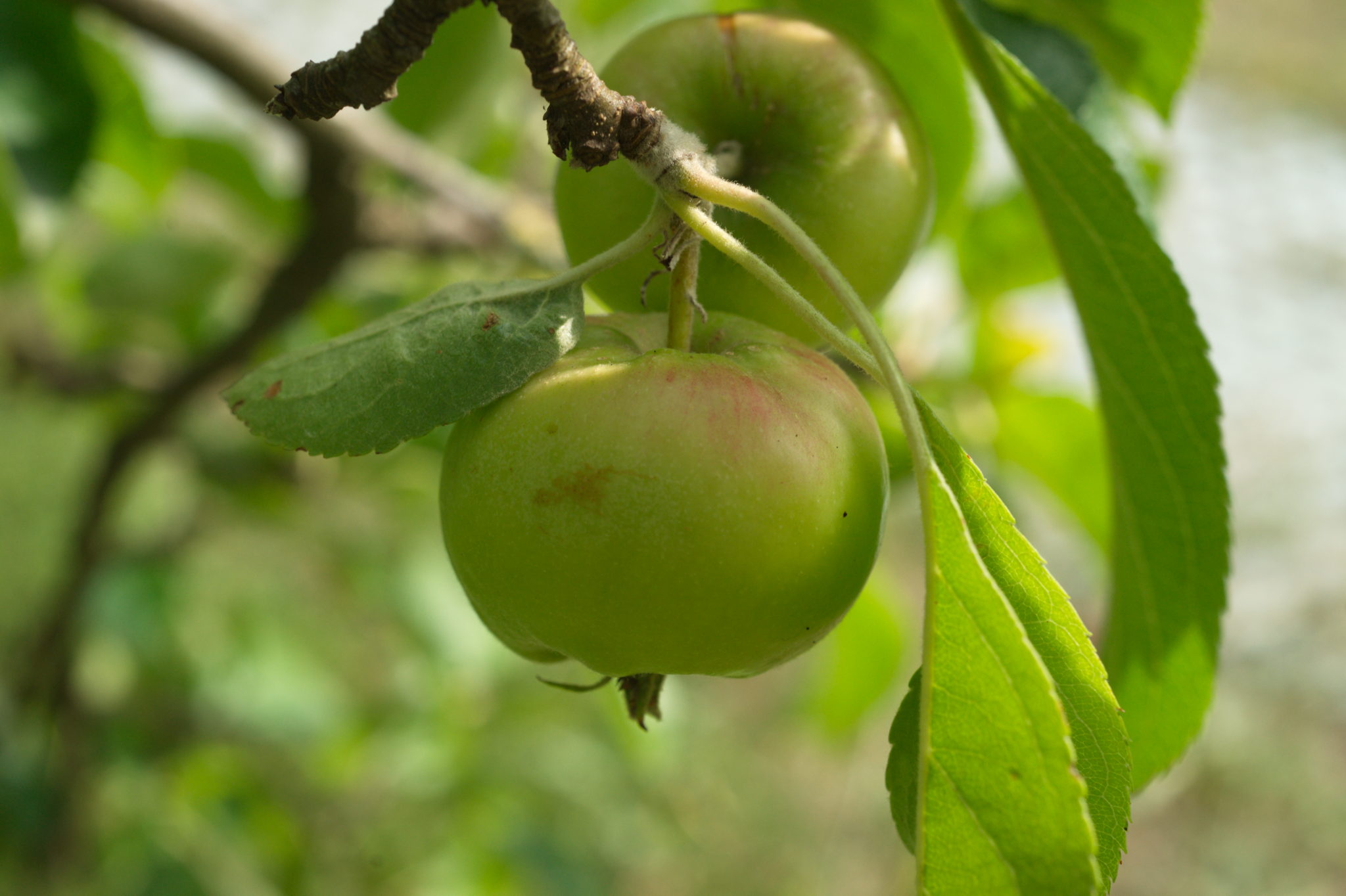 20210721  Gruen(t)raumHeimfeld 042